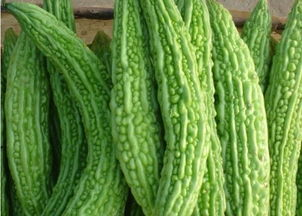 苦瓜