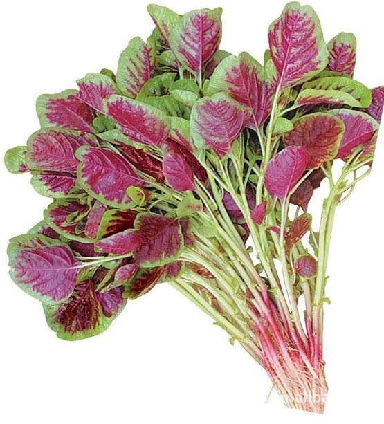 1615964818617782.jpg 1615964636(1).jpg