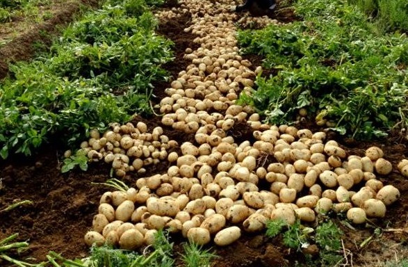 1616386944467735.jpg 1616378859.jpg