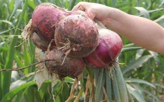 1616387581155590.png 1616380027(1).png