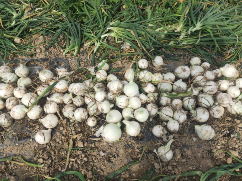 1616387686918158.png 1616380337(1).png