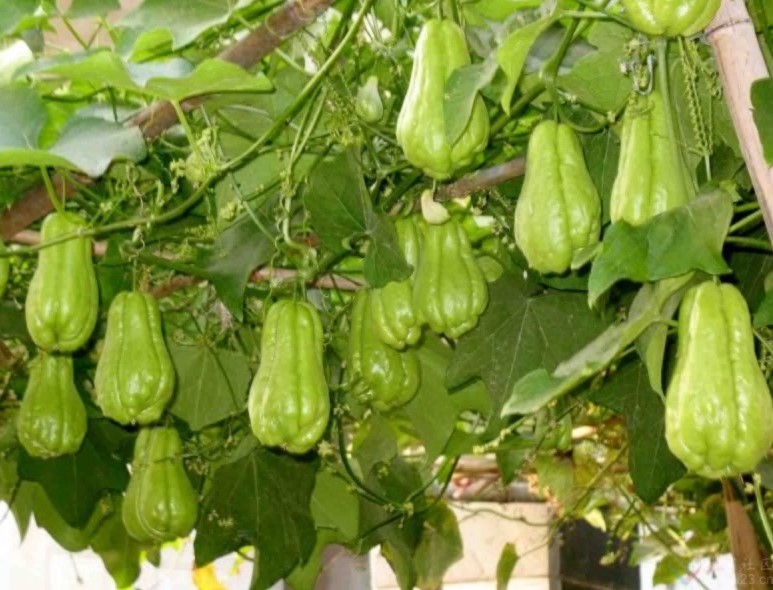 1616778023168887.jpg 1616319960(1).jpg