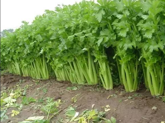 1616778352114245.jpg 1616321193(1).jpg