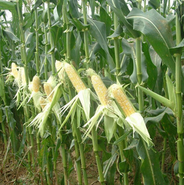 1617262532214471.jpg 1617250351(1).jpg