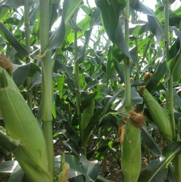 1617262726664158.jpg 1617250946(1).jpg