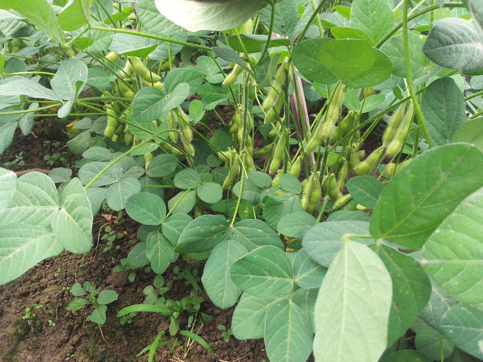 1617263123677227.jpg 1617251440(1).jpg