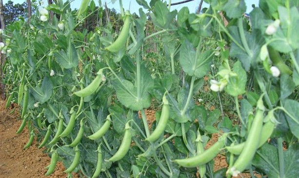 1617263418205933.jpg 1617251880(1).jpg