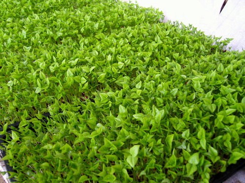 1618373372152554.jpg 1618191182(1).jpg