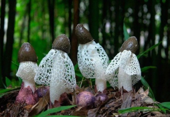 1618373785190400.jpg 1618191725(1).jpg