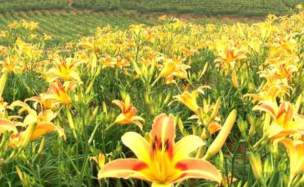 1618375935130944.jpg 1618195188(1).jpg