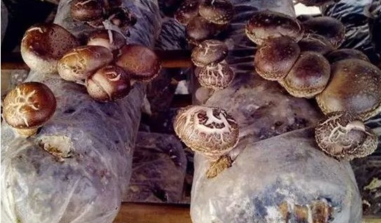 1618376072178888.jpg 1618195572(1).jpg