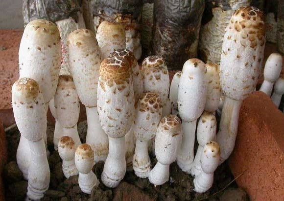 1618382424145169.jpg 1618195887(1).jpg