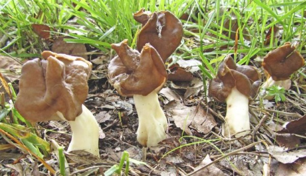 1618383525169472.jpg 1618199740(1).jpg