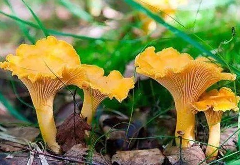 1618986500824891.jpg 1618200606(1).jpg