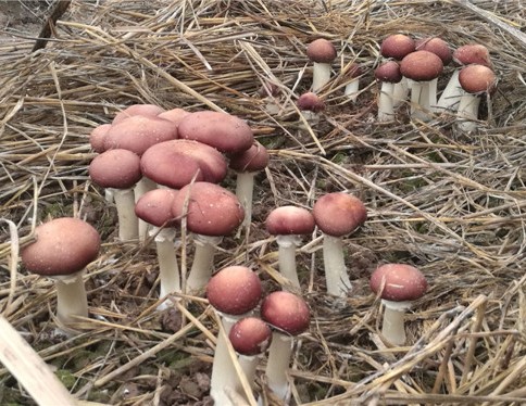 1618986762377137.jpg 1618201438(1).jpg