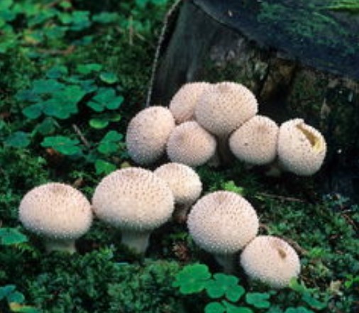 1619083018170433.jpg 1618200818(1).jpg