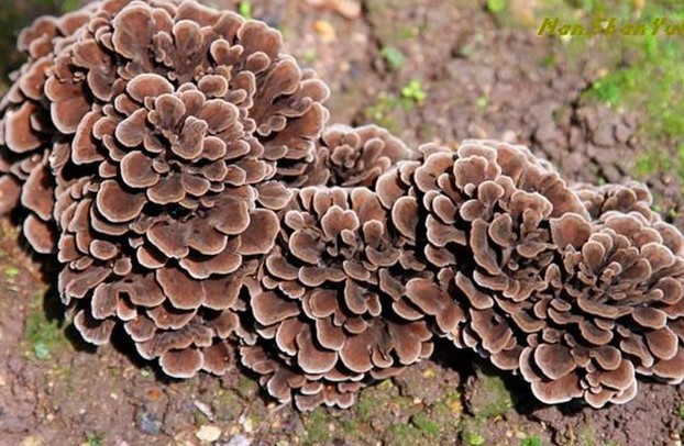 1619245947146470.jpg 1618202515(1).jpg