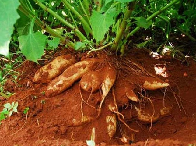 1623230173206863.jpg 1622192736(1).jpg