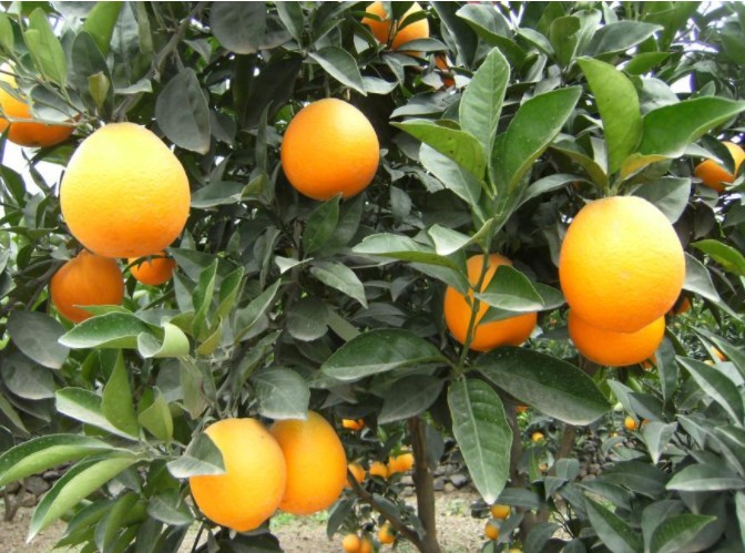 1623297457262838.jpg 1623037157(1).jpg