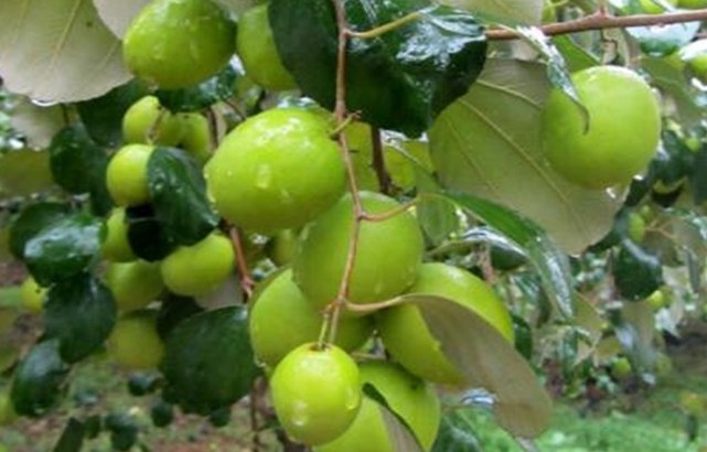 1623297609858749.jpg 1623037684(1).jpg