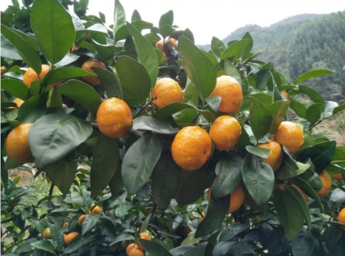 1623297772669260.jpg 1623038025(1).jpg