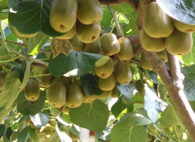 1623298045480581.jpg 1623038956(1).jpg