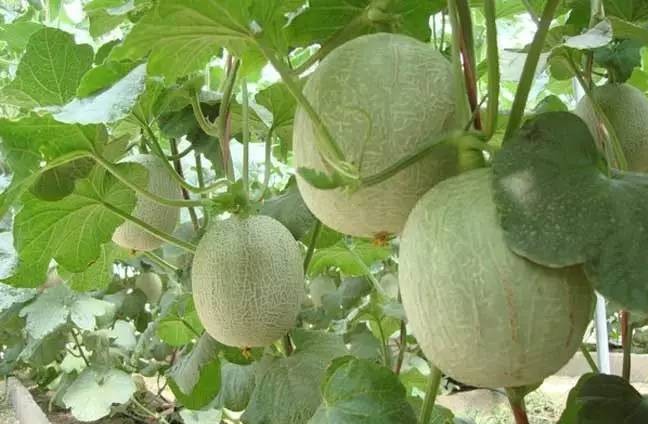 1623298203100717.jpg 1623039122(1).jpg