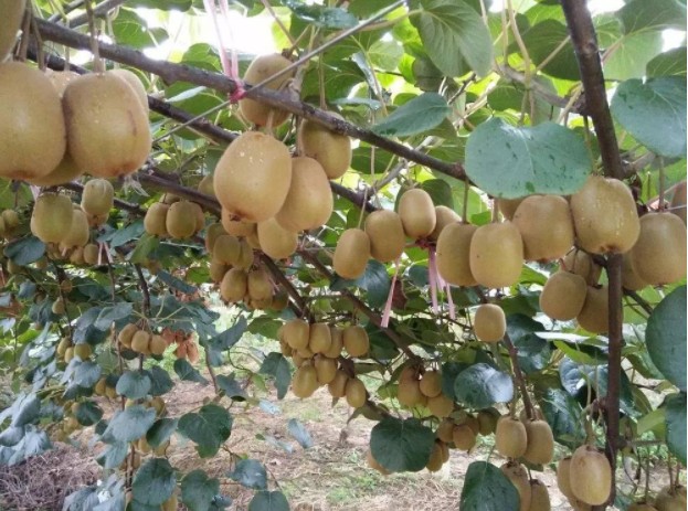 1623469946165875.jpg 1623298840(1).jpg