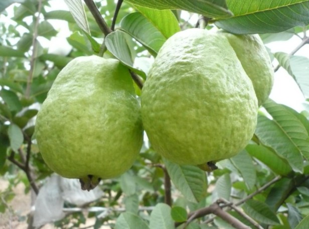 1623835064827672.jpg 1623300331(1).jpg