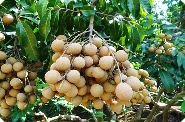 1624520921385452.jpg 1623300864(1).jpg