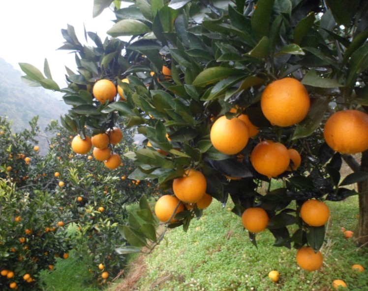 1624522503103738.jpg 1624521527(1).jpg