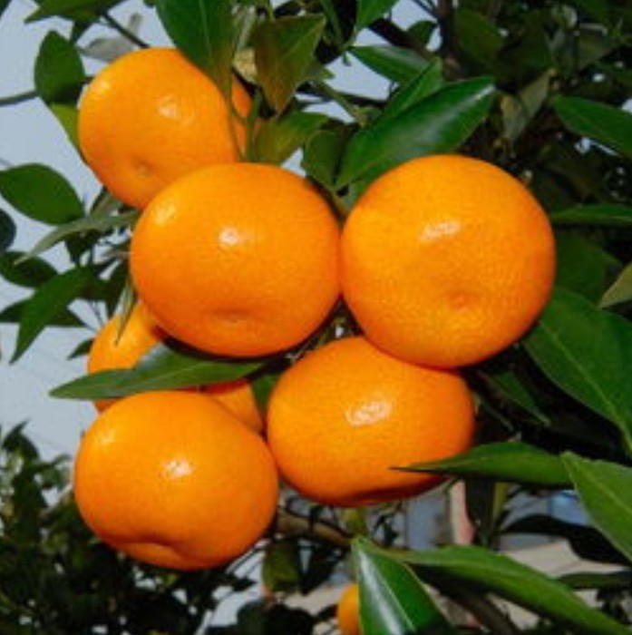 1624871043141007.jpg 1624521959(1).jpg