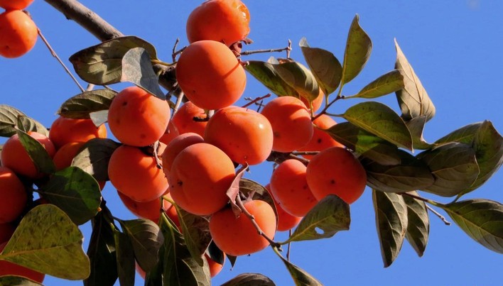 1624871168160759.jpg 1624522147(1).jpg