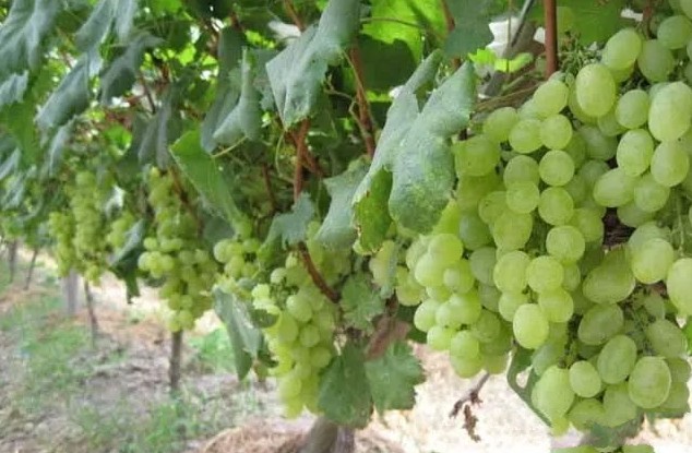 1624871334136944.jpg 1624693691(1).jpg