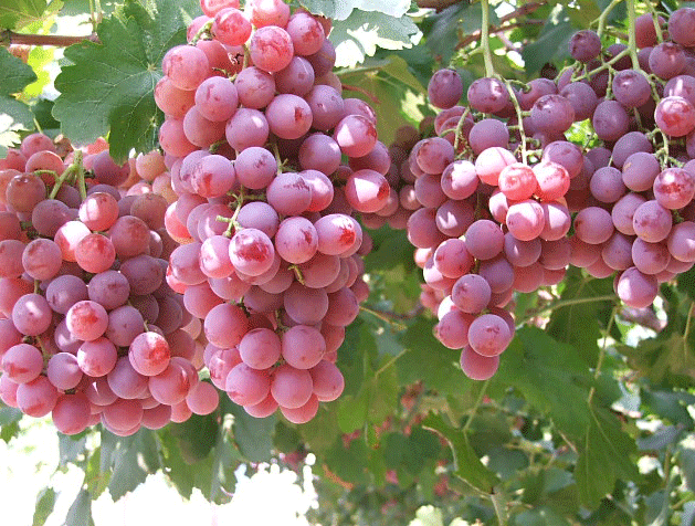 1624958185140508.jpg 1624693823(1).jpg