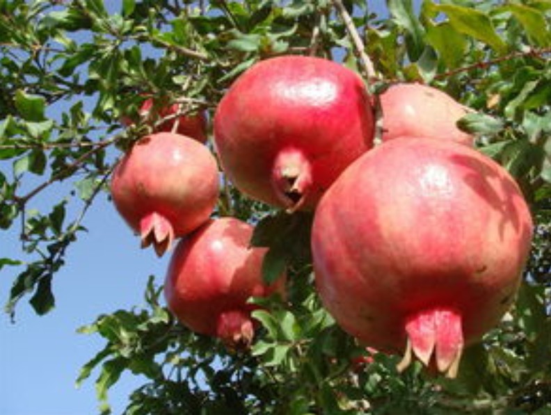 1624958301189975.jpg 1624693932(1).jpg