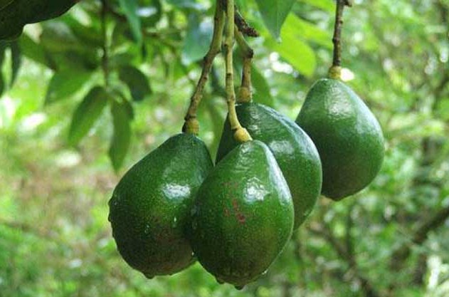 1624958400136032.jpg 1624696311(1).jpg