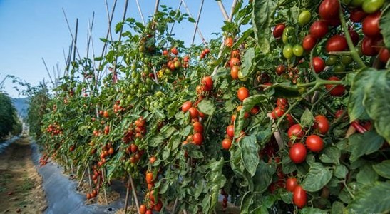 1624958482193696.jpg 1624696492(1).jpg