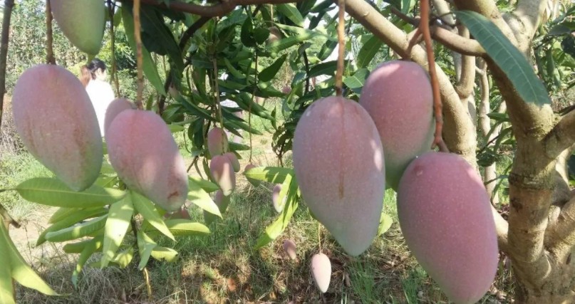 1625545674121137.jpg 1624697832(1).jpg