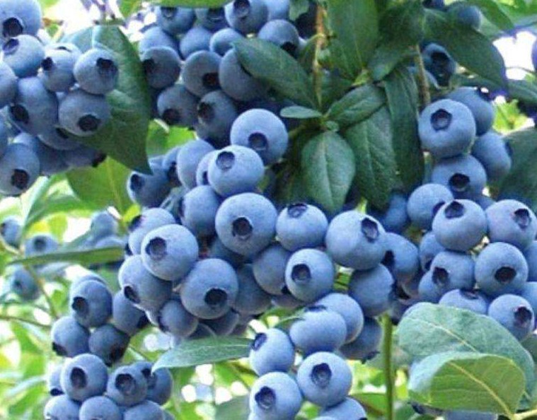 1626425047958967.jpg 1626424521(1).jpg