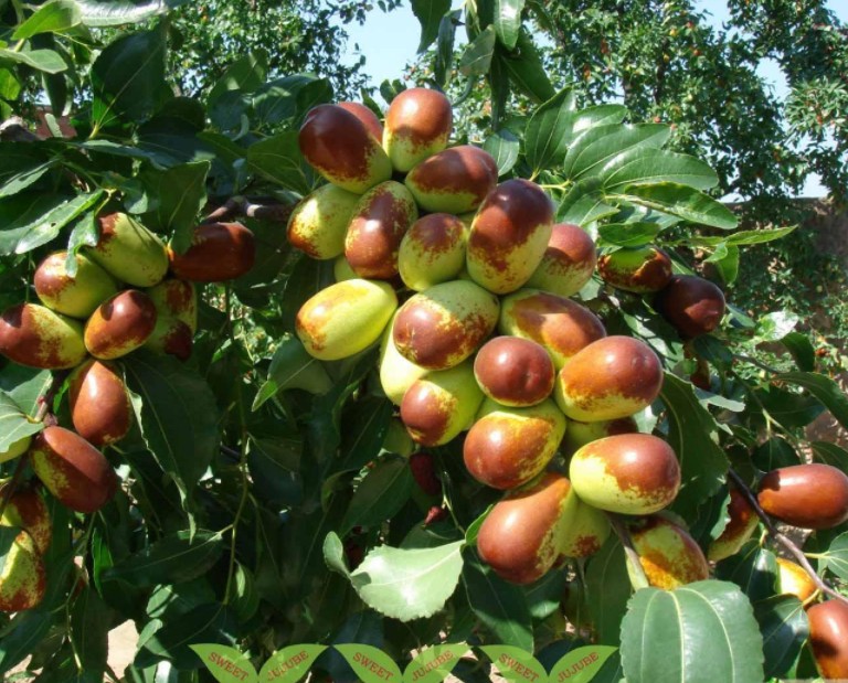 1626425602197678.jpg 1626424226(1).jpg