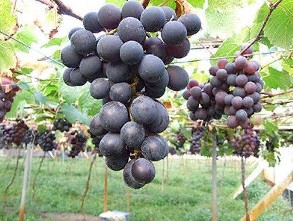 1626425931945338.jpg 1626423337(1).jpg