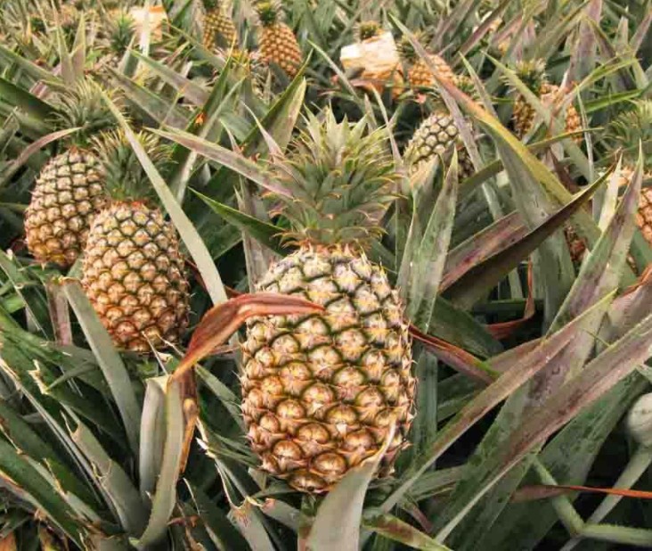 1626426013507063.jpg 1625735919(1).jpg